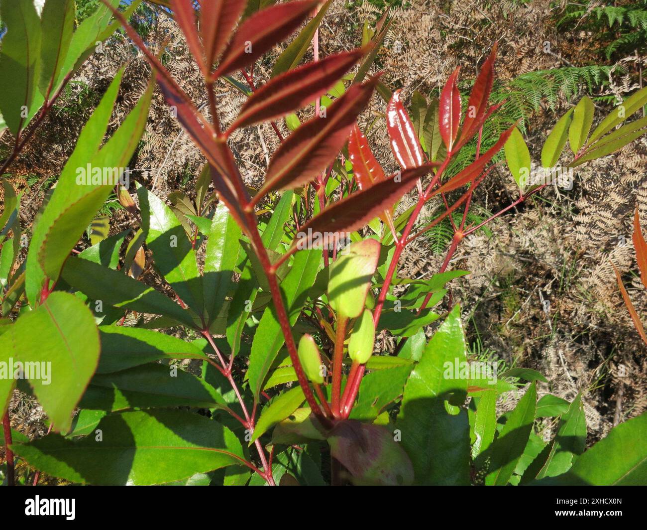 Butterspoon tree cunonia capensis hi-res stock photography and images ...