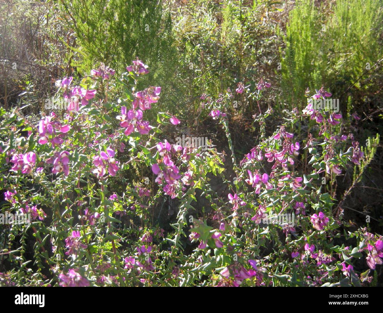 Heartleaf Falsepea (Polygala fruticosa) Bergplaas in the Outeniquas ...