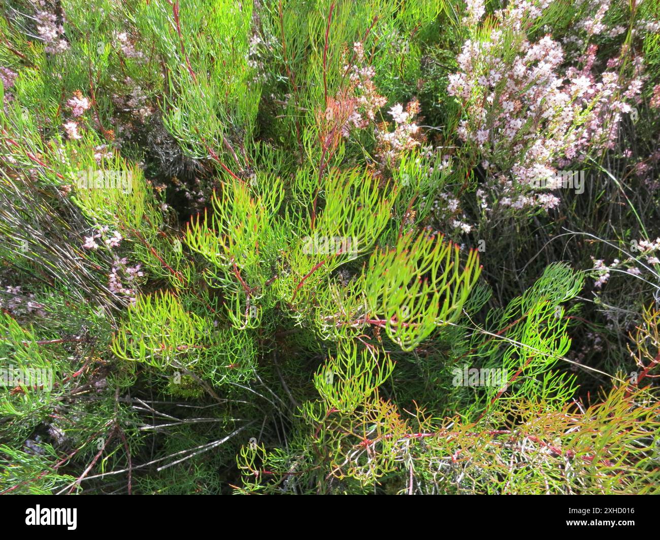 Seru Rixa Common Pin Spiderhead (Serruria fasciflora) Camferskloof in the ...