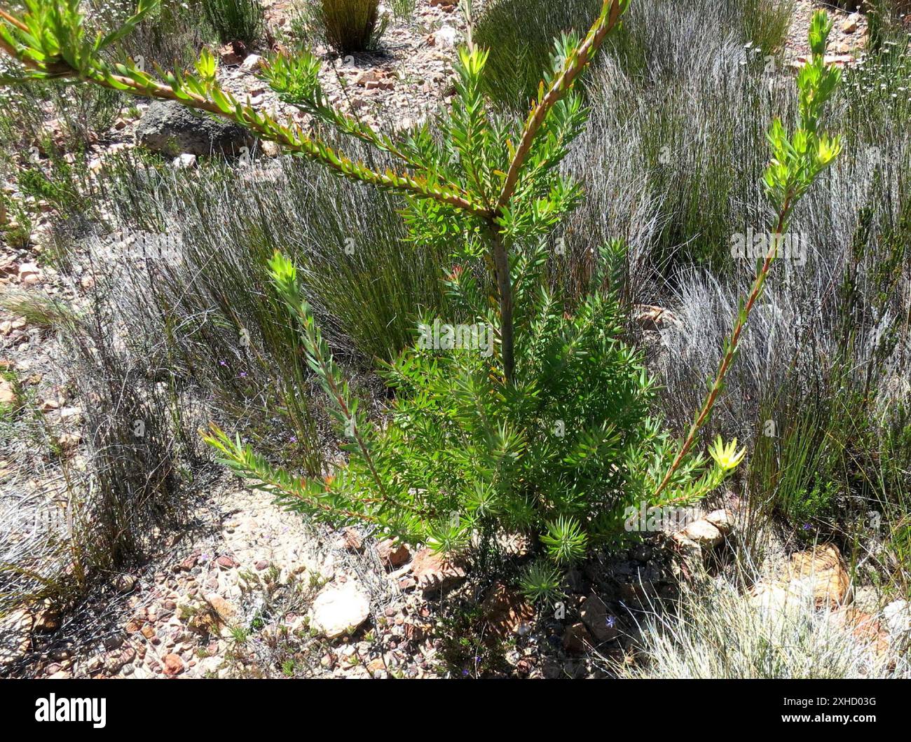 Deltaseed Conebushes (Trigona) Cockscomb lower down Stock Photo