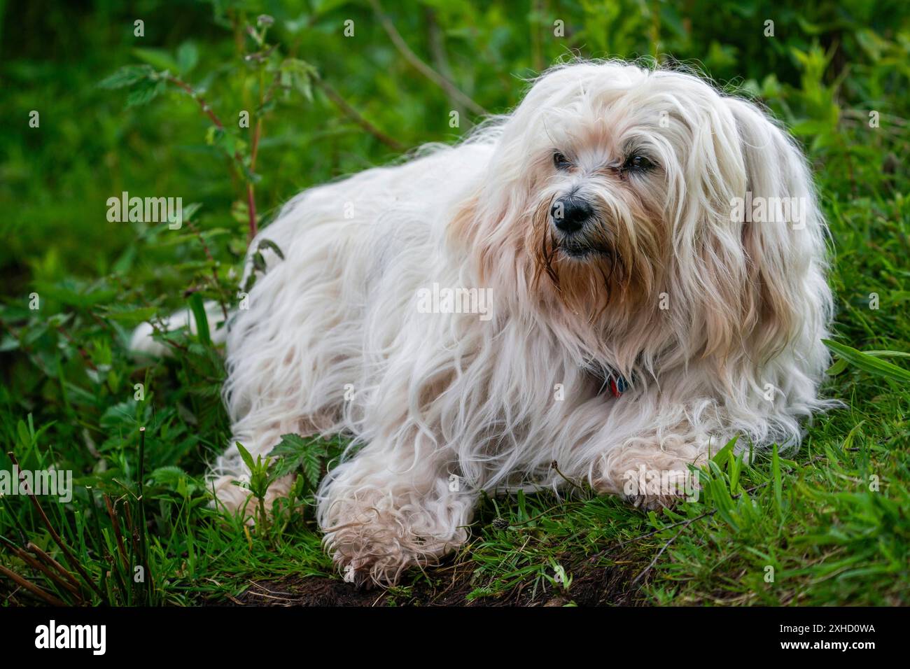 Small white Havanese lying in the meadow Stock Photo