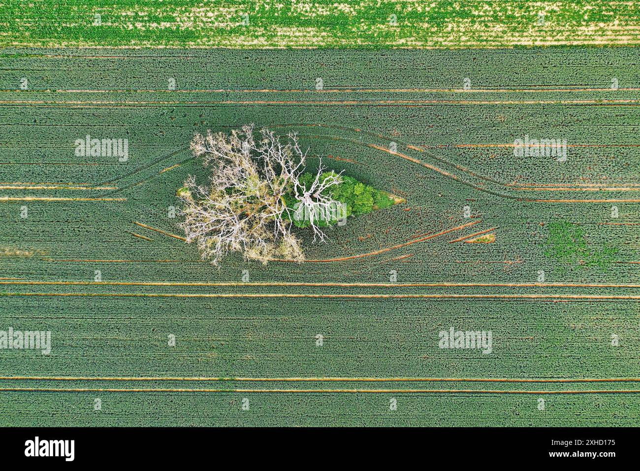 Dead tree from above Stock Photo
