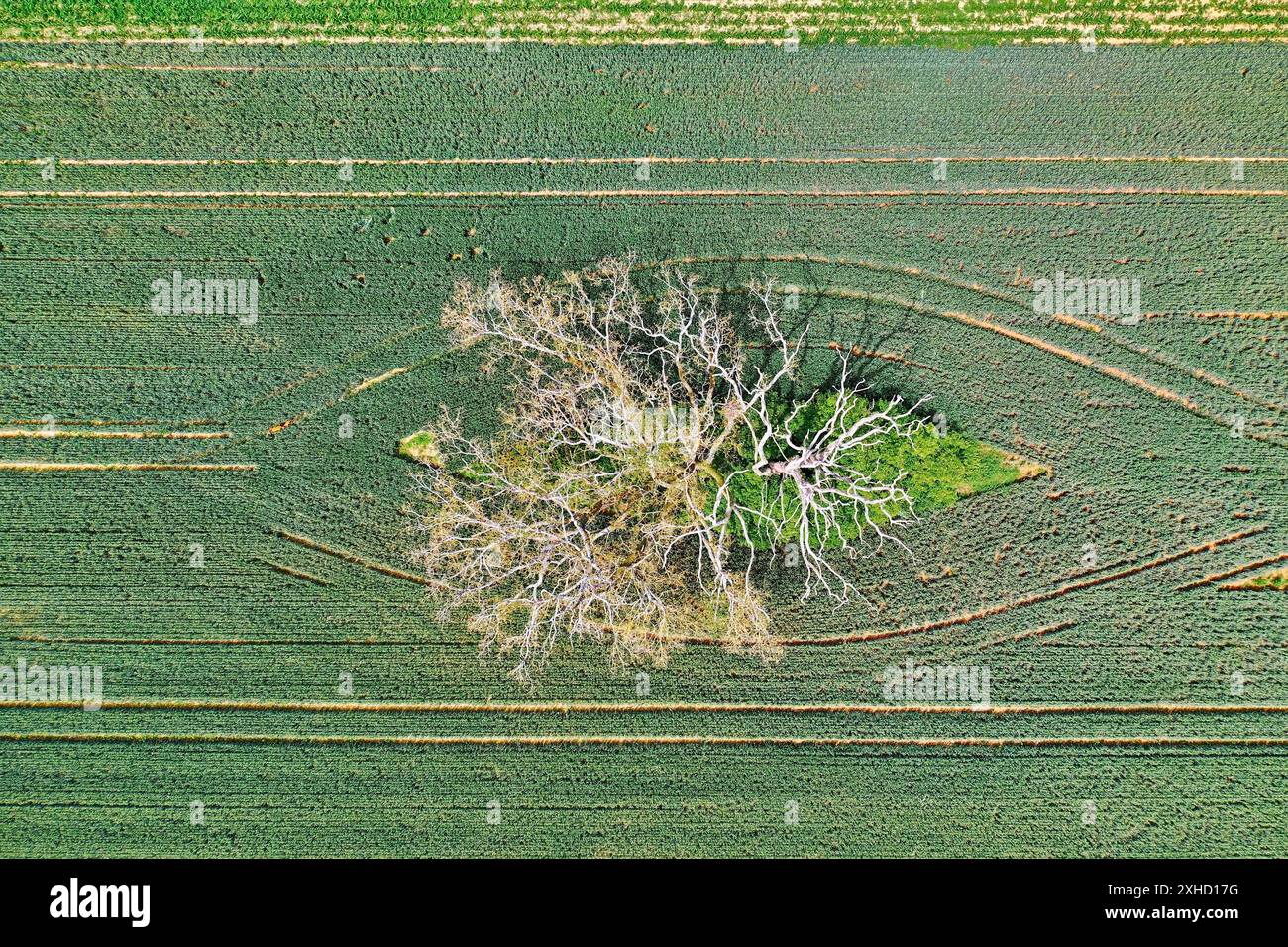 Dead tree from above Stock Photo