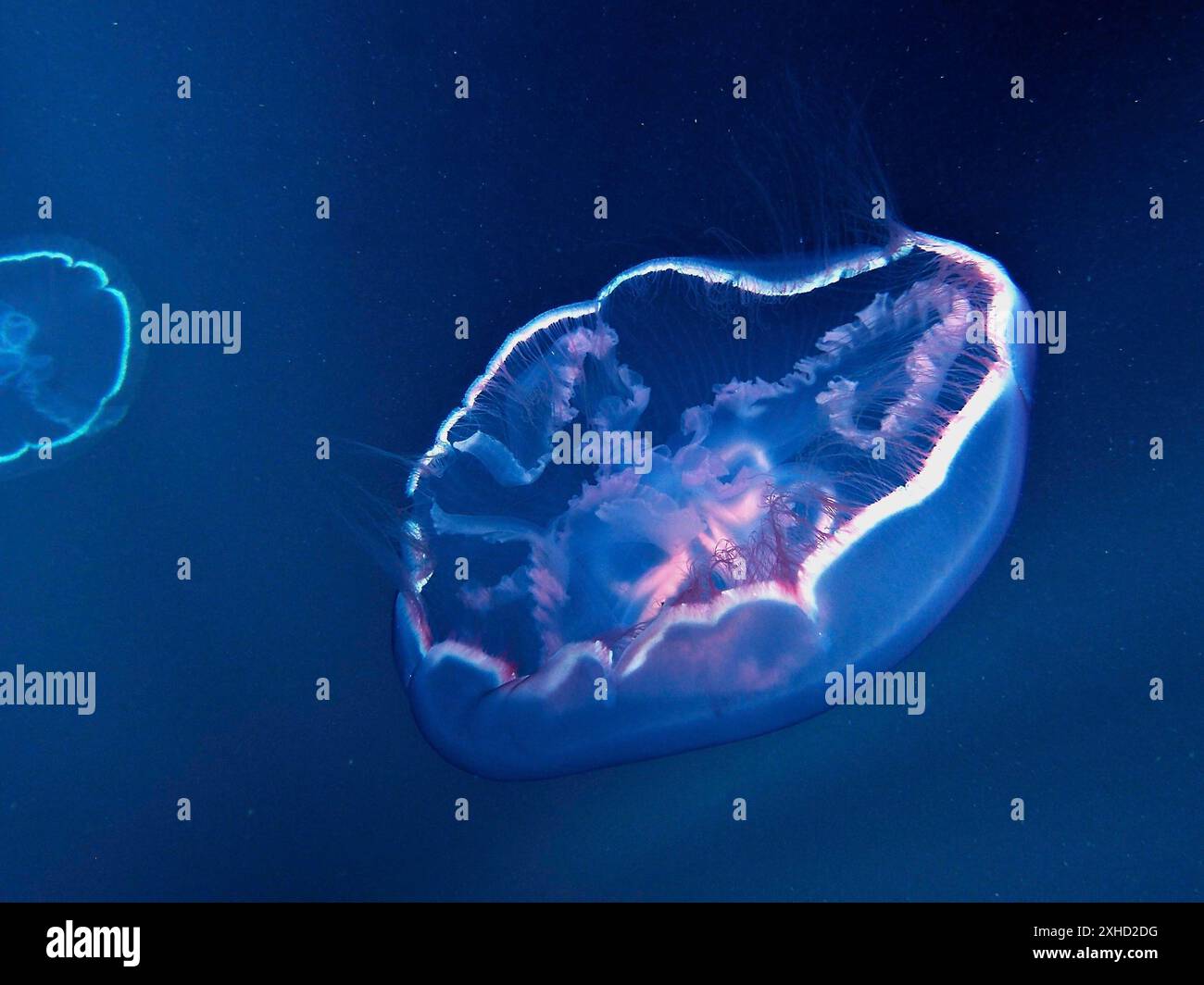 A moon jellyfish (Aurelia aurita) moves in the deep blue ocean water. Dive site Amber Jack, Destin, Panhandle, Gulf of Mexico, Florida, USA Stock Photo