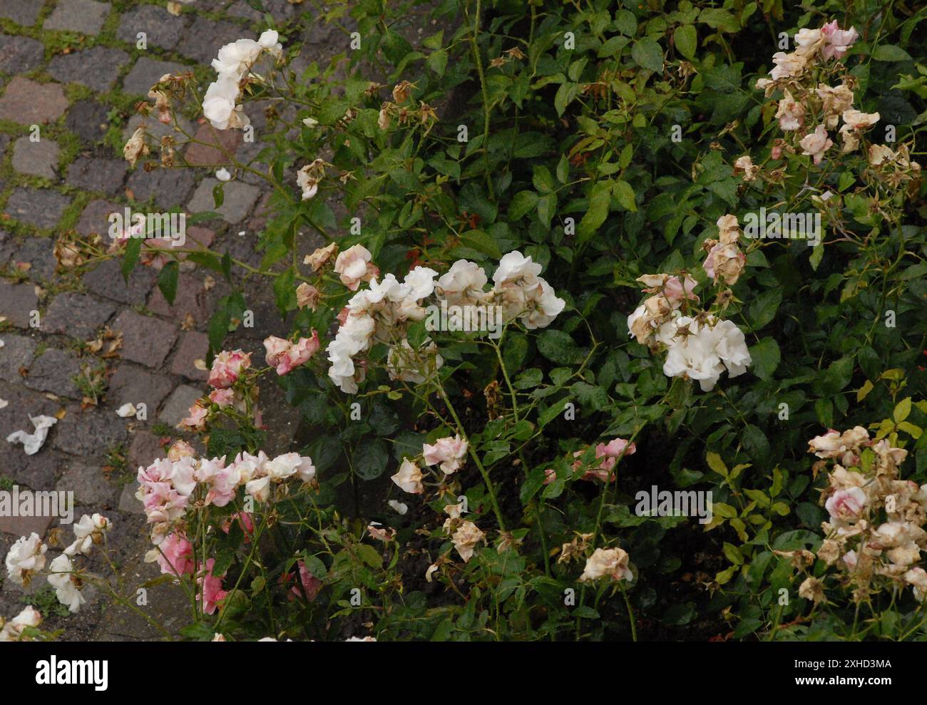 Copenhagen/ Denmark/13 july 2024/Fade and dry rose flowers in danish ...