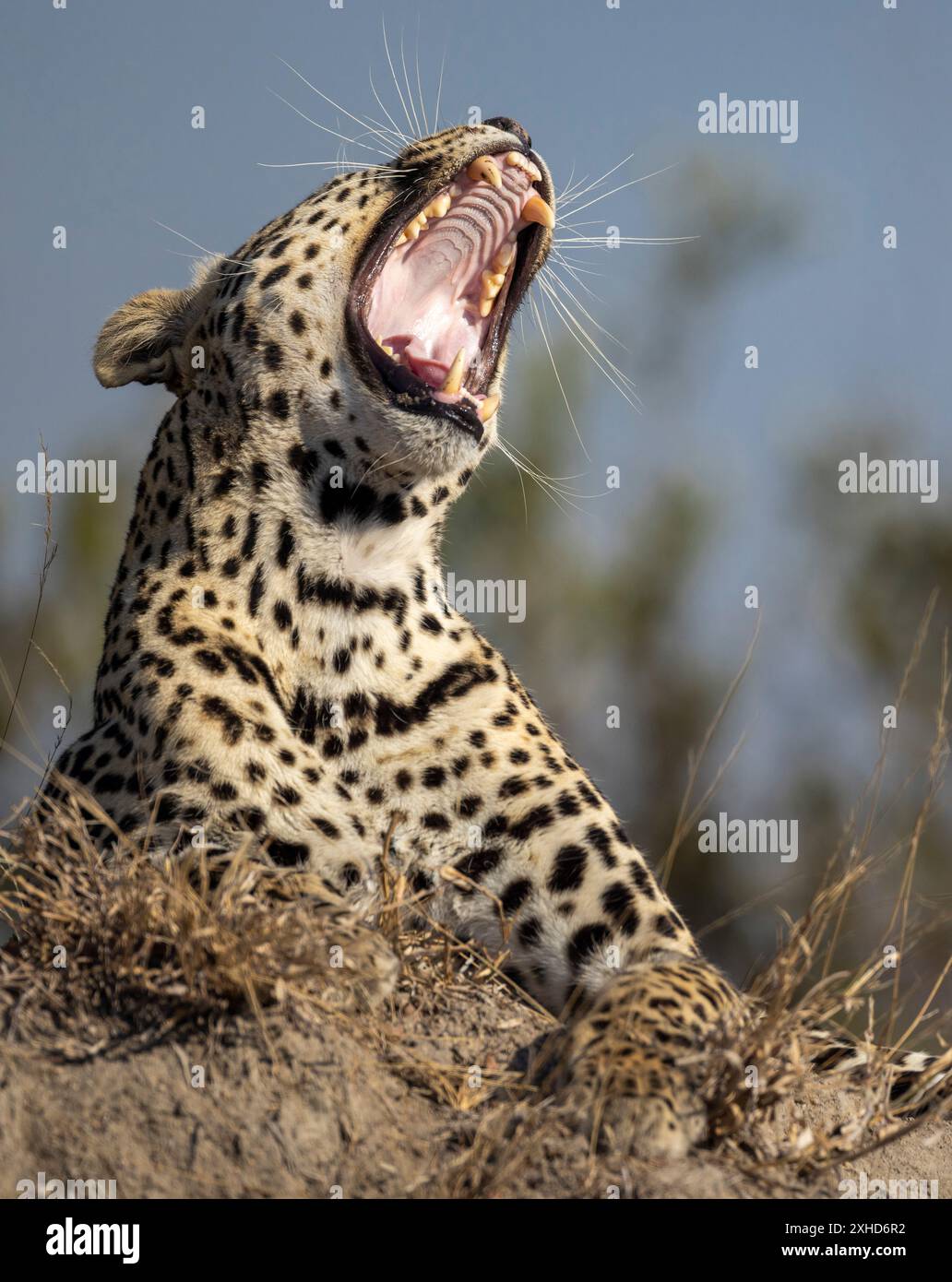 Stock image of an adult male leopard (Panthera pardus) yawning while resting on top of a termite mound Stock Photo