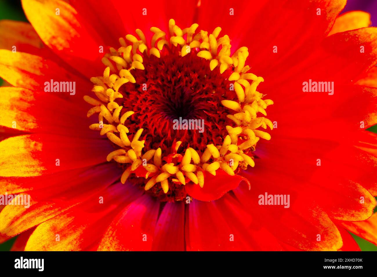 Zinnia flow close-up Stock Photo