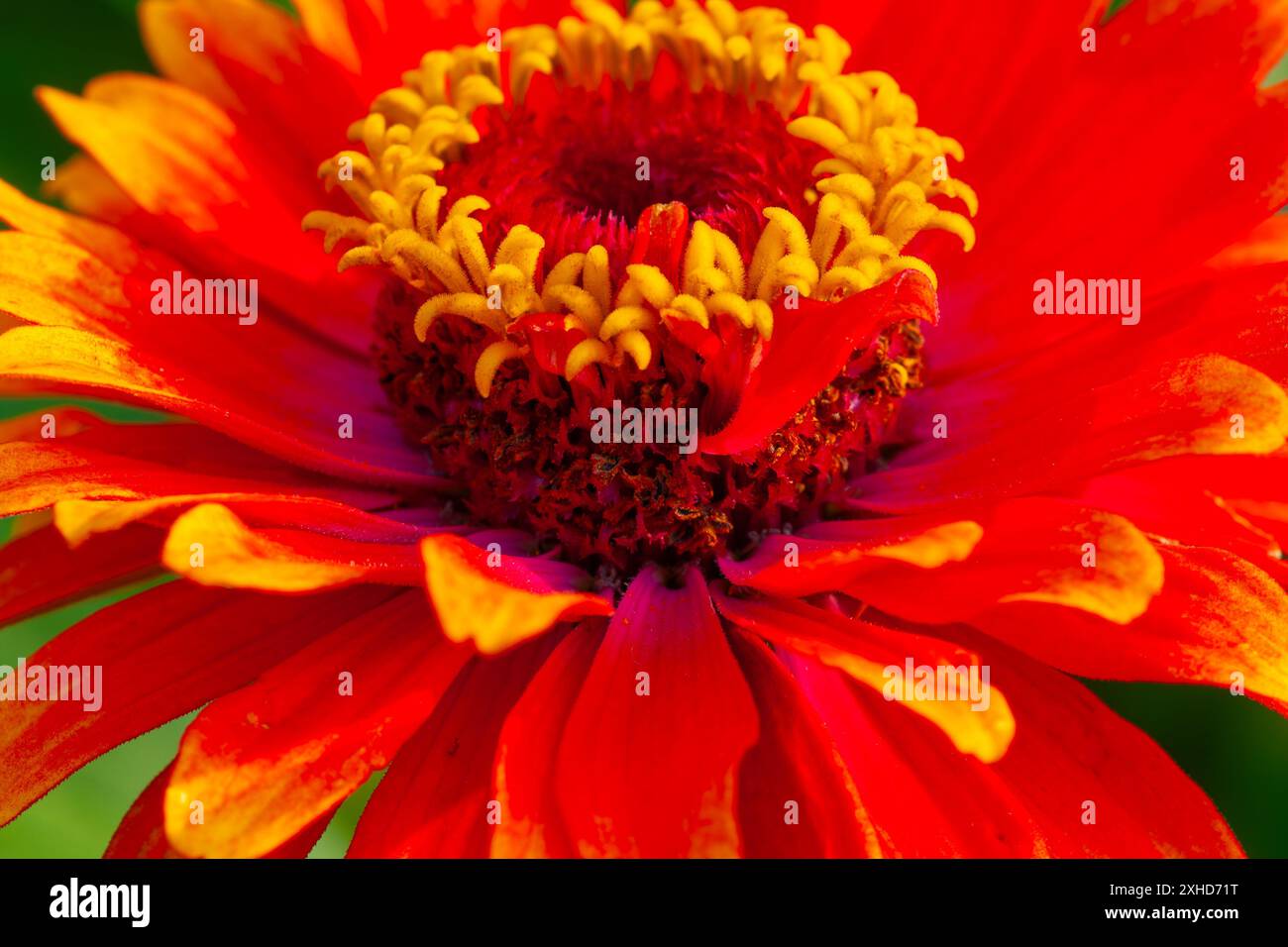 Zinnia flow close-up Stock Photo