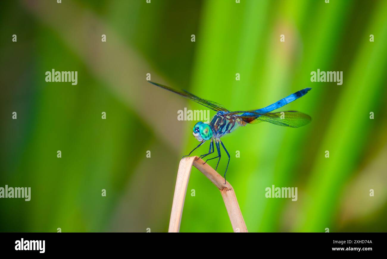 Blue dasher dragonfly on reed Stock Photo - Alamy