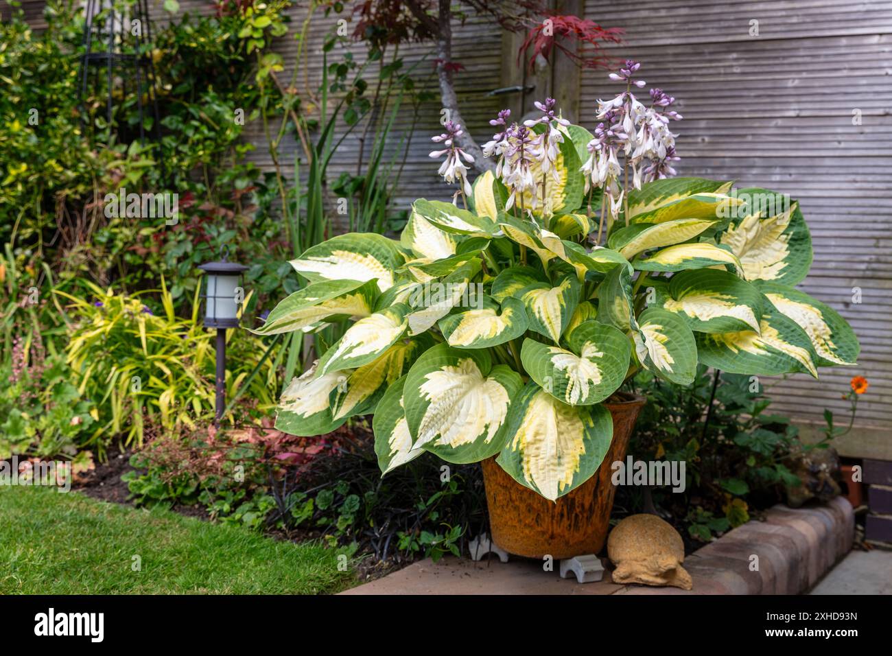 Potted variegated Hosta. Stock Photo