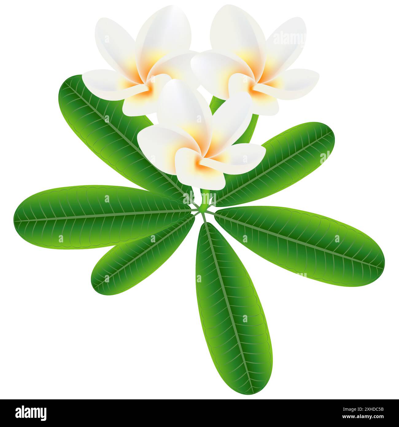 Tropical flowers frangipani (Plumeria) on a branch with leaves. Stock Vector