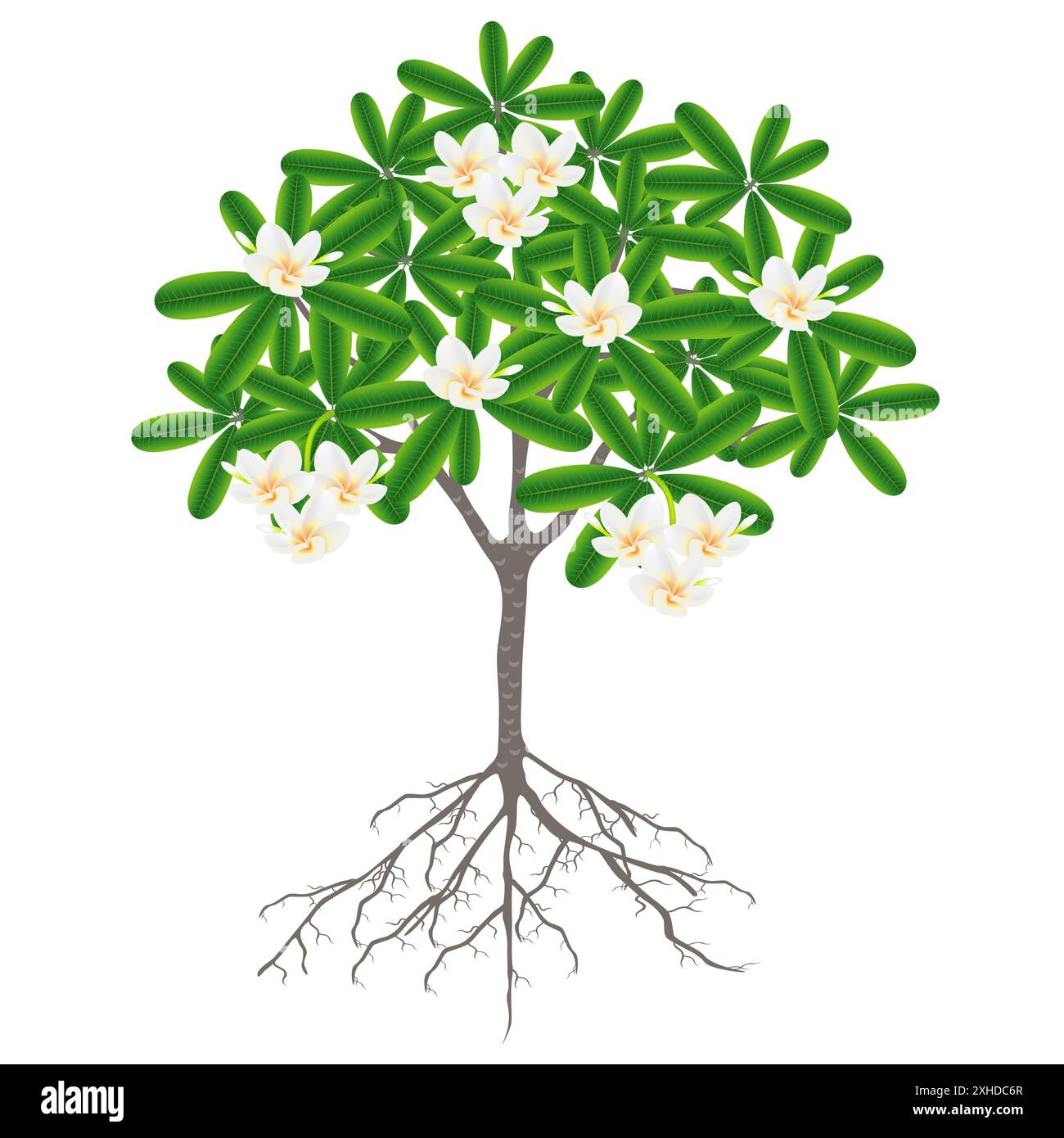 Tree with roots and flowers of frangipani (Plumeria) on a white background. Stock Vector