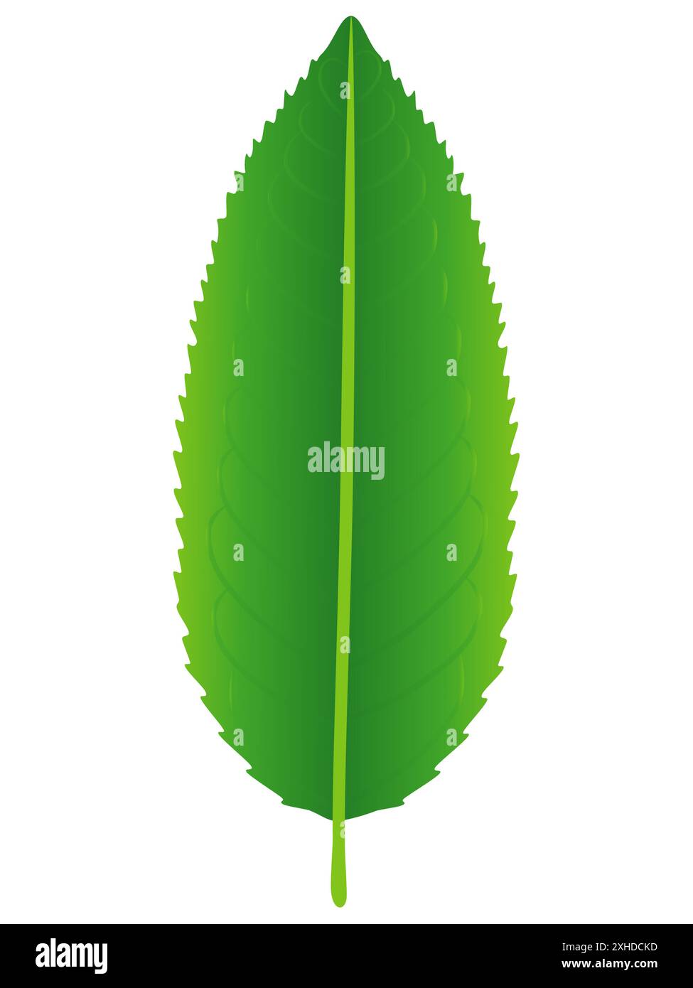 Fresh green tea leaf isolated on a white background Stock Vector Image ...