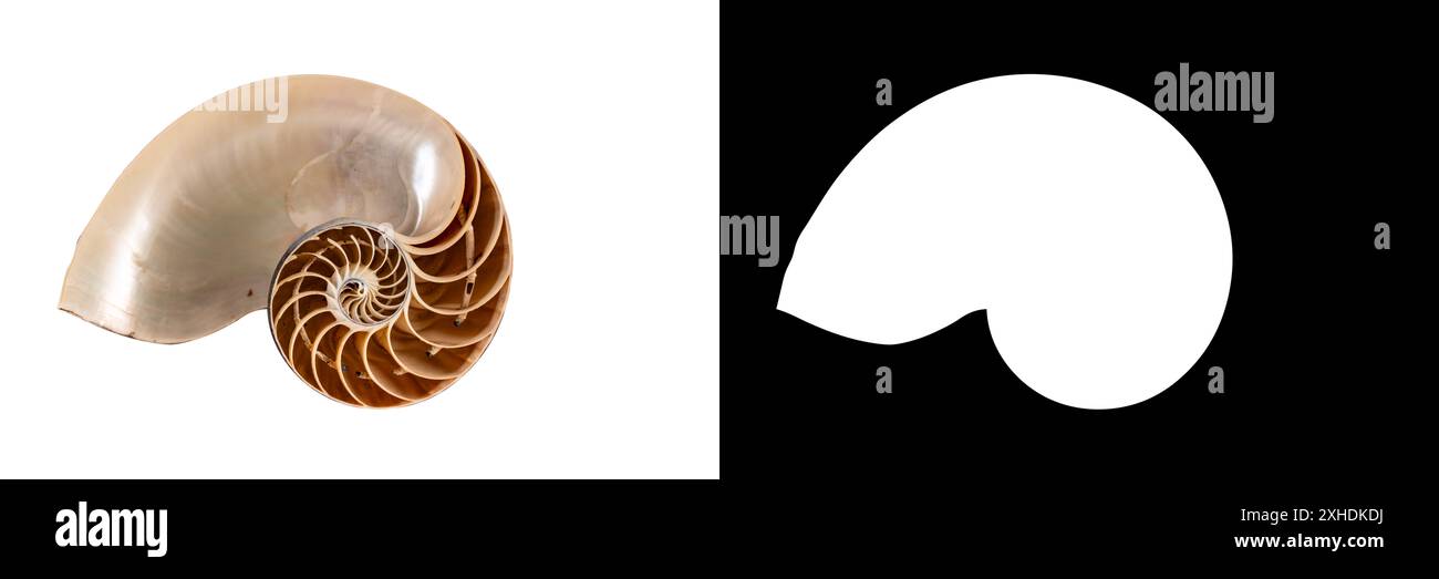 Macro photography of a nautilus shell cut in half, an ancient pelagic marine mollusc of the cephalopod family Nautilidae. isolated on white background Stock Photo