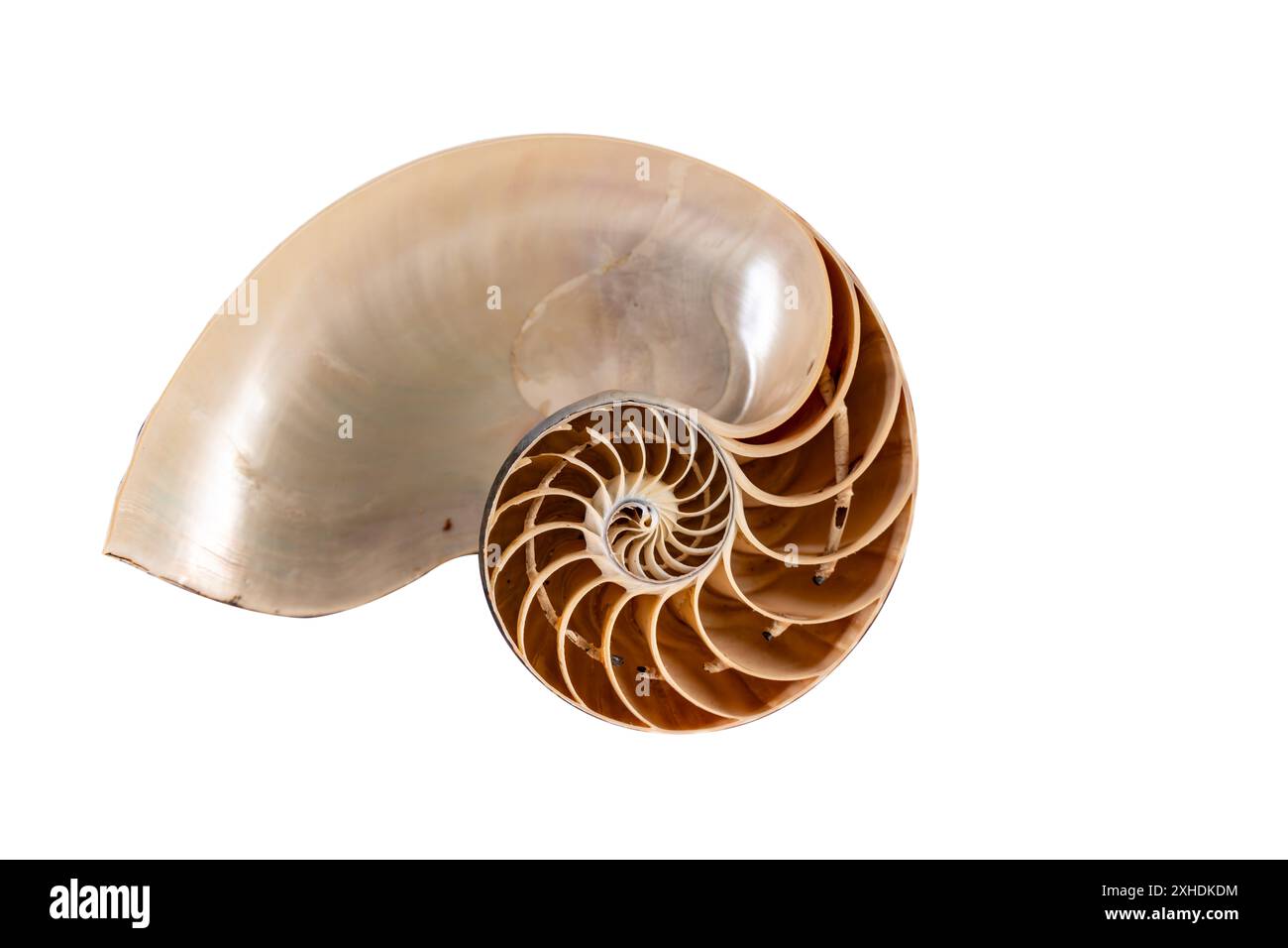 Macro photography of a nautilus shell cut in half, an ancient pelagic marine mollusc of the cephalopod family Nautilidae. isolated on white background Stock Photo