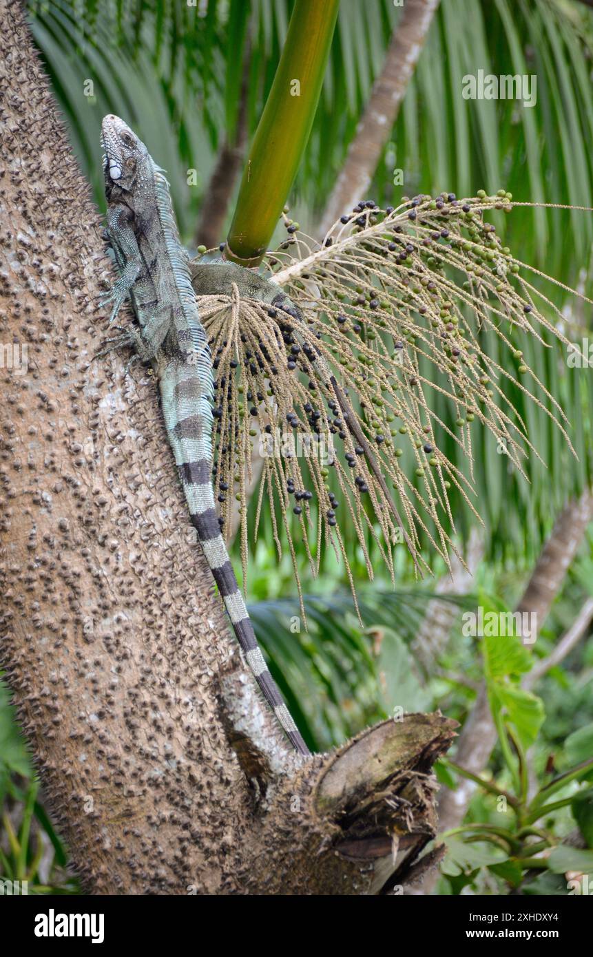 Lizard Palm The green iguana is also known as a large arboreal lizard of the iguana ...