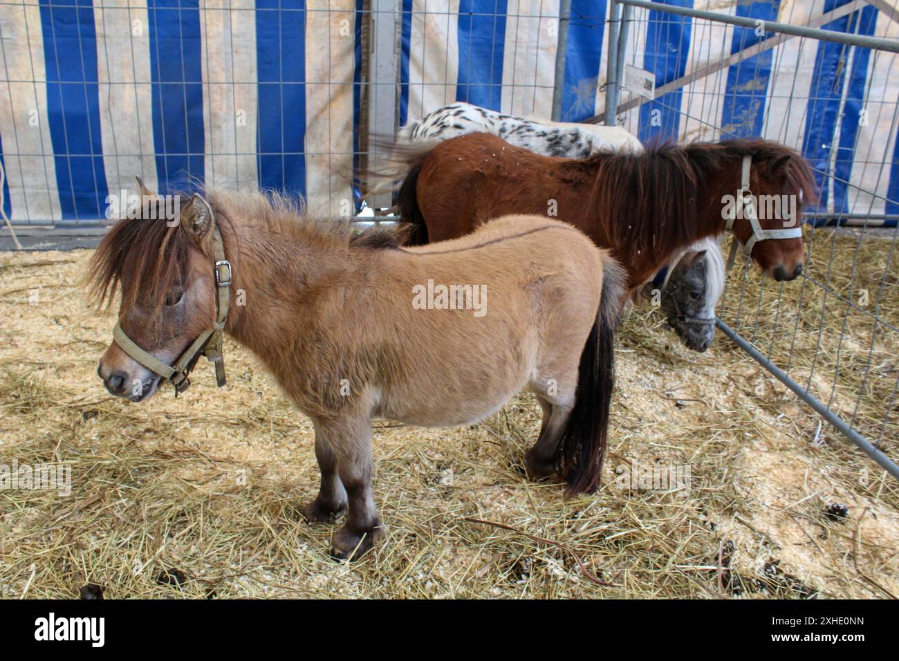 Ponies at an agricultural show Stock Photo