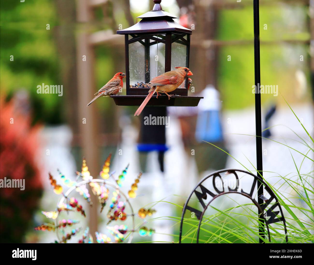 Northern cardinals on bird feeder Long Island New York Stock Photo