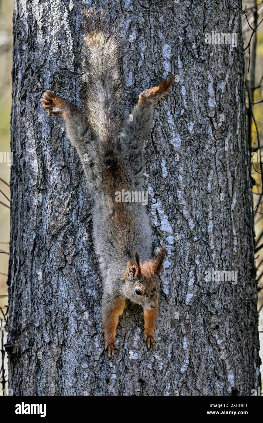 Squirrel is flexing on tree Stock Photo