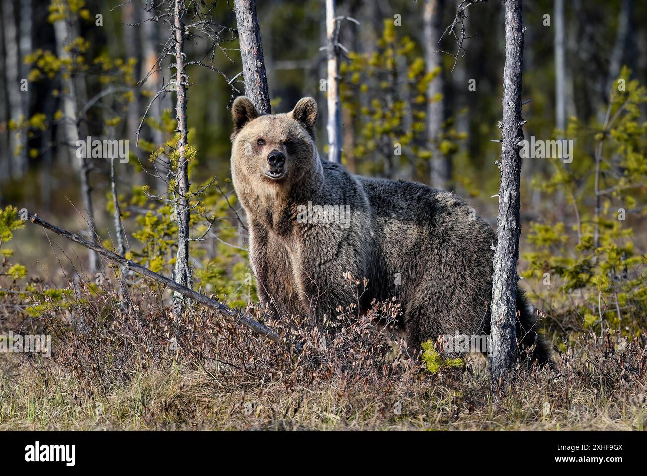 Bear tries to smell what is happening around Stock Photo