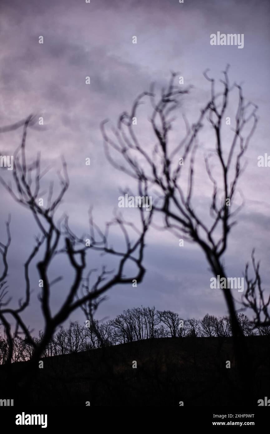 Silhouettes of trees under hi-res stock photography and images - Alamy