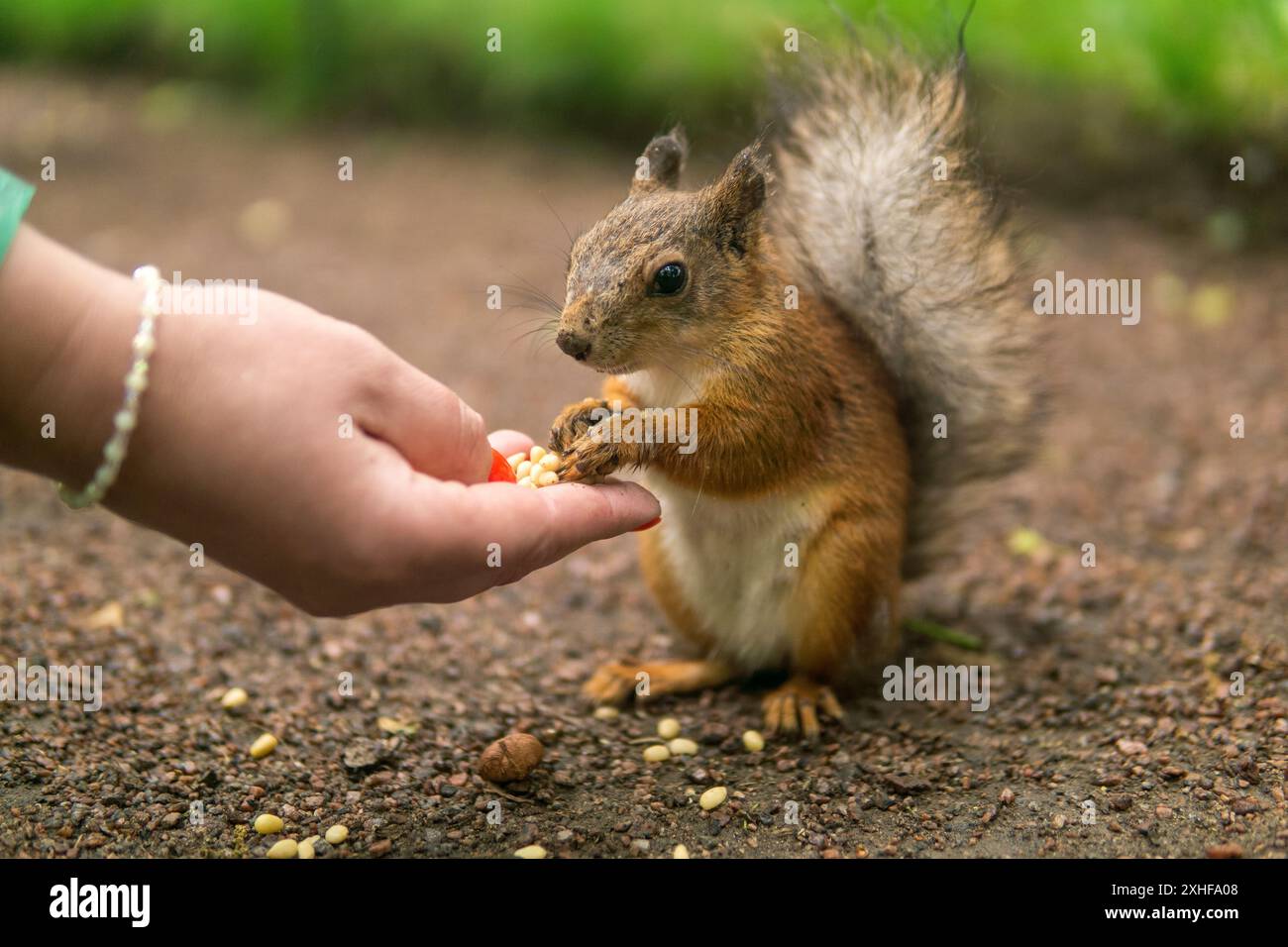 wild squirrel in the park eats from a woman's palm in park Stock Photo