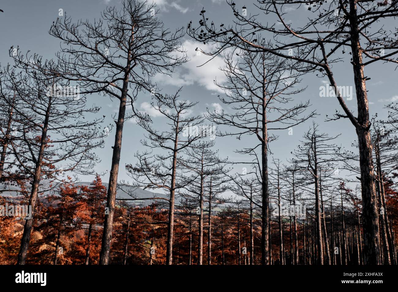 Charred trees silhouetted against a cloudy sky, illustrating the ...
