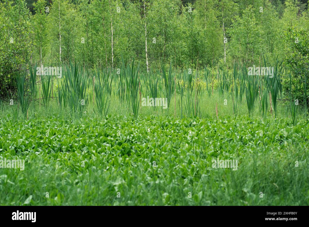 Wet peatland forest hi-res stock photography and images - Alamy