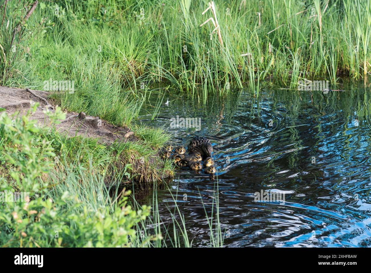 Duck with ducklings swimming in a small lake among reeds Stock Photo ...