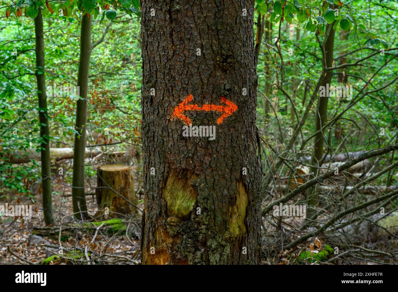 Arrow left right in orange on a tree Stock Photo - Alamy