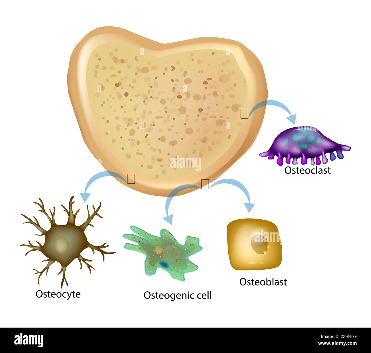 Bone tissue has four types of cells. Osteogenic cell, Osteocyte