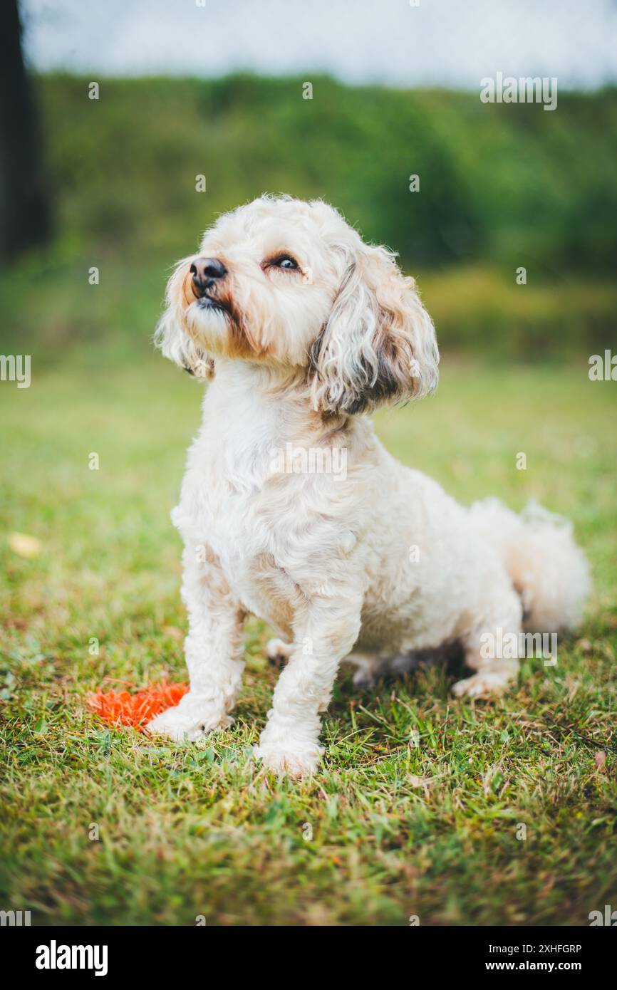 Funny havanese dog videos hotsell