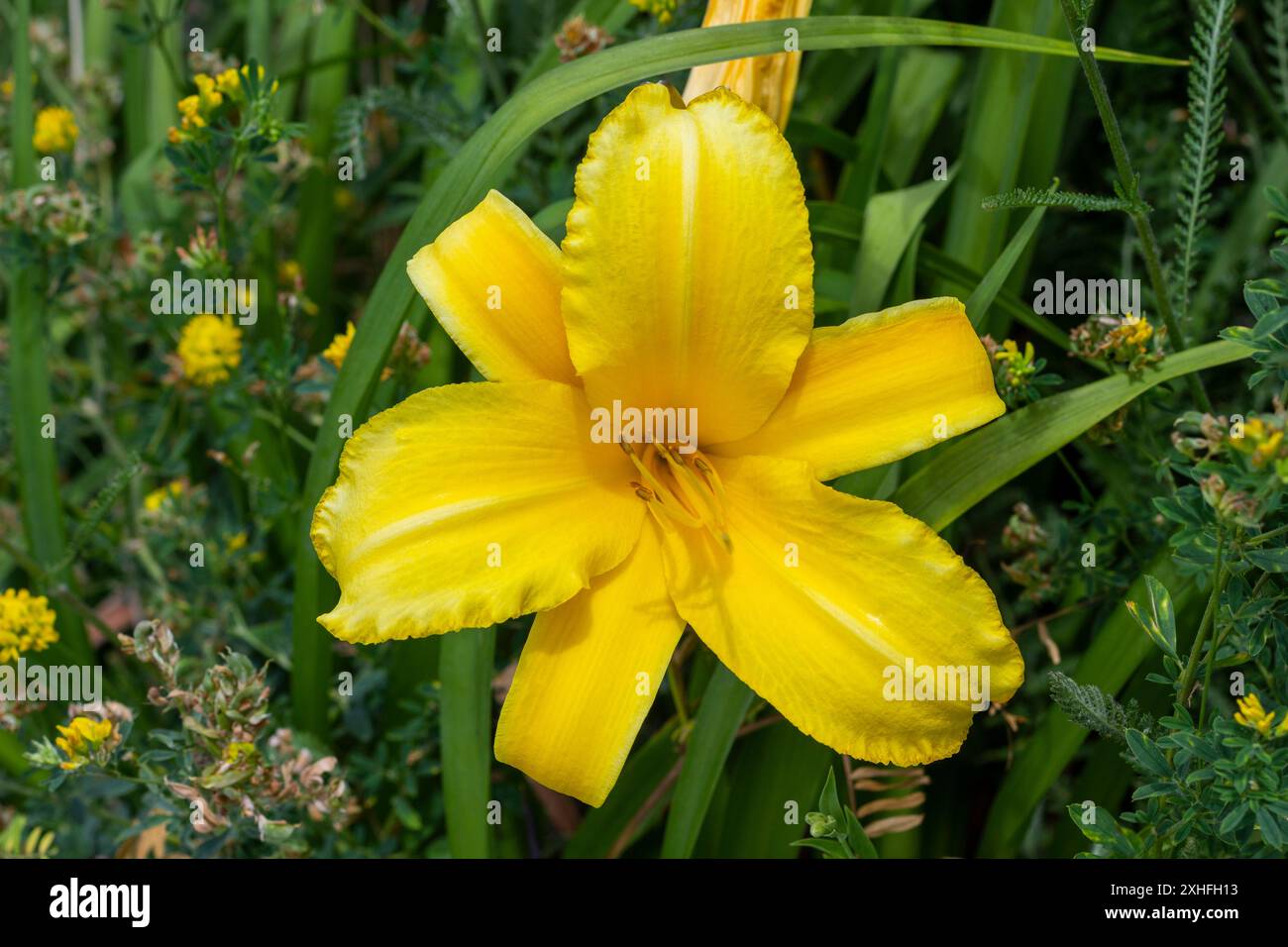 Yellow flower among lily hi res stock photography and images alamy