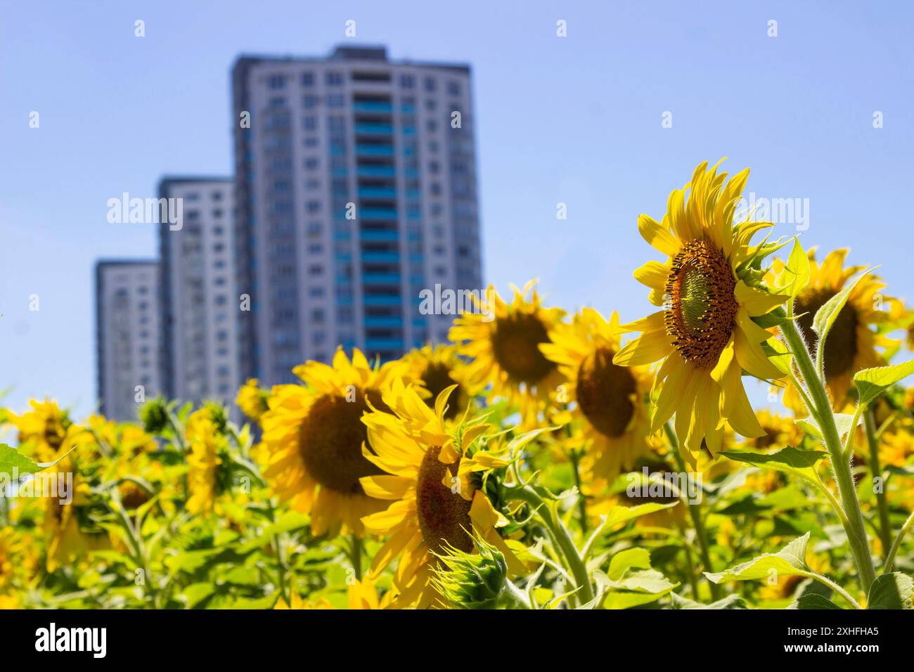 Urban sunflowers hi-res stock photography and images - Alamy