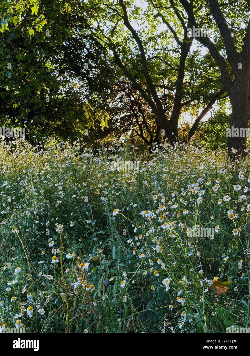 London wildflowers hi-res stock photography and images - Alamy
