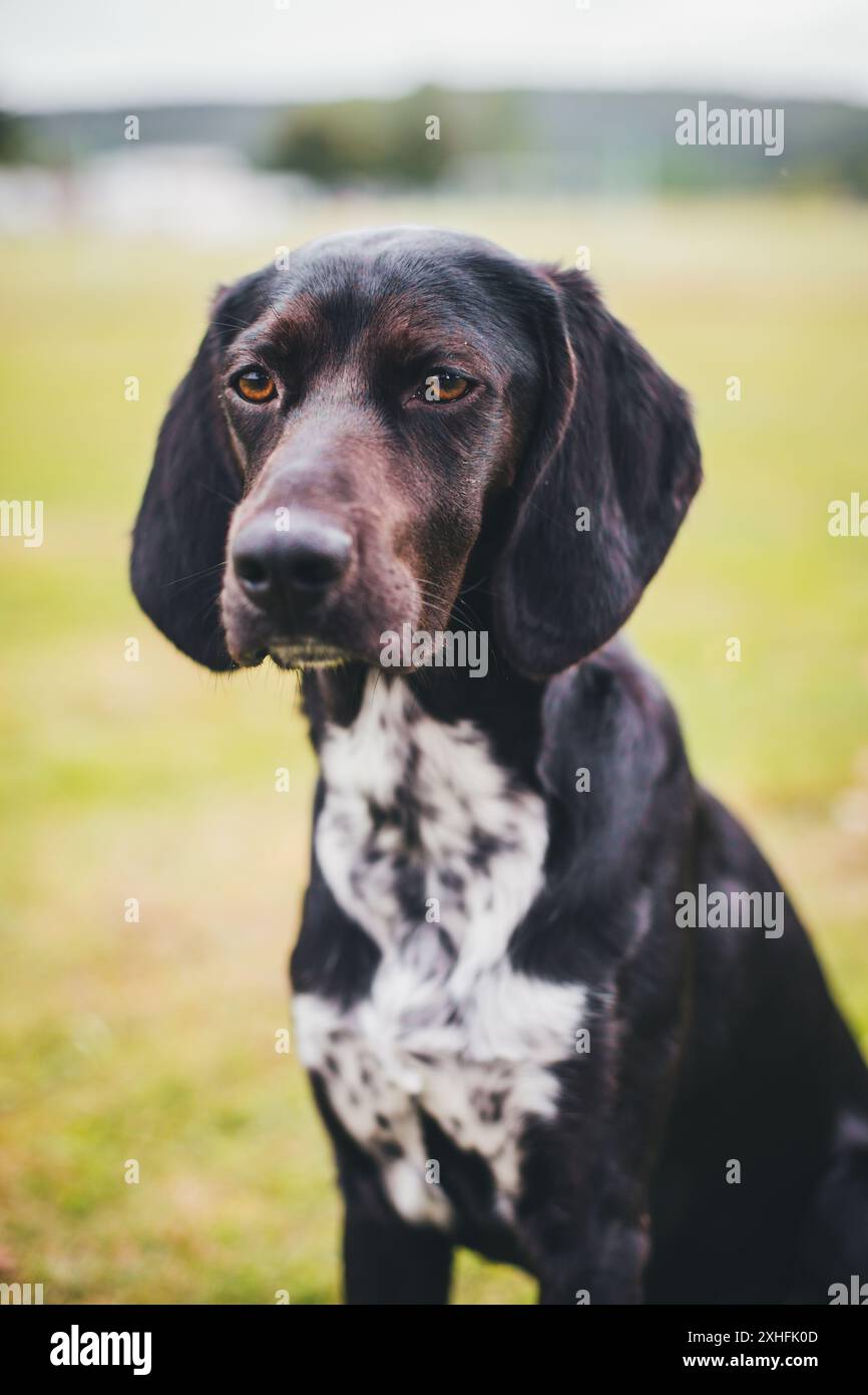 Black mix dog Stock Photo