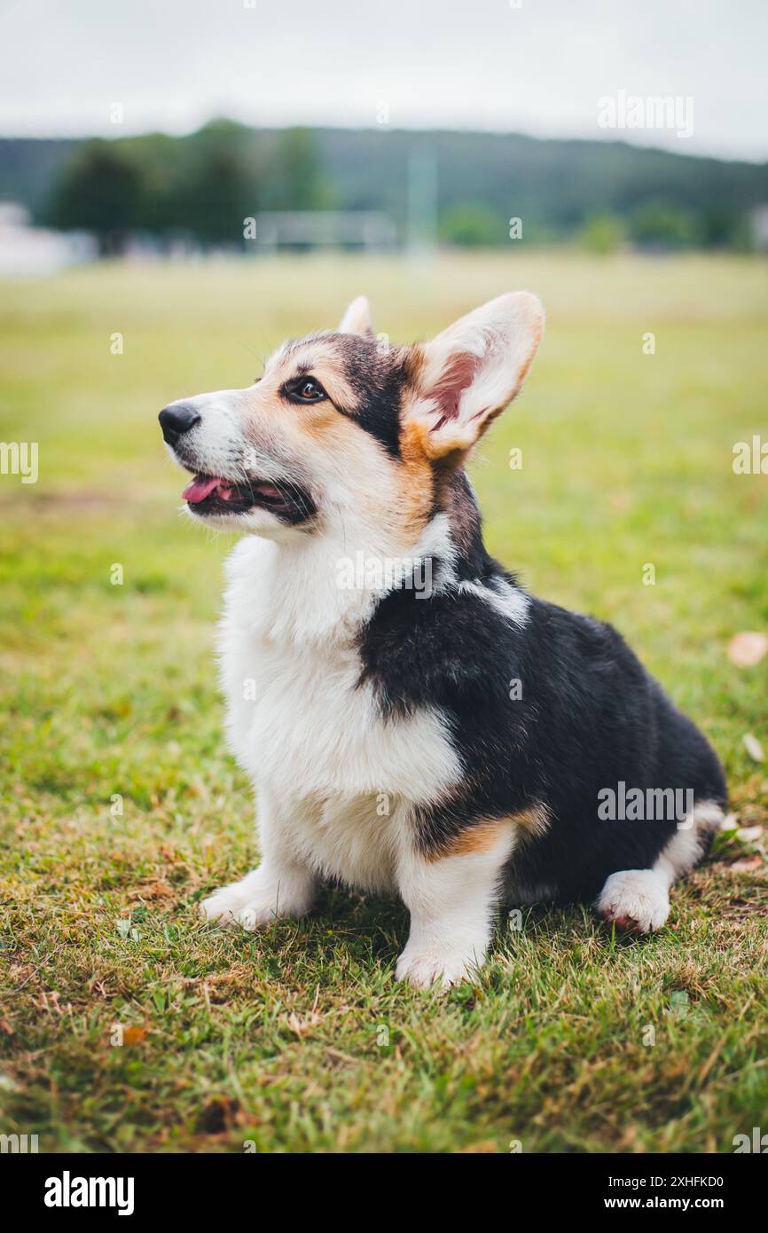 Welsh corgi pembroke hi-res stock photography and images - Alamy