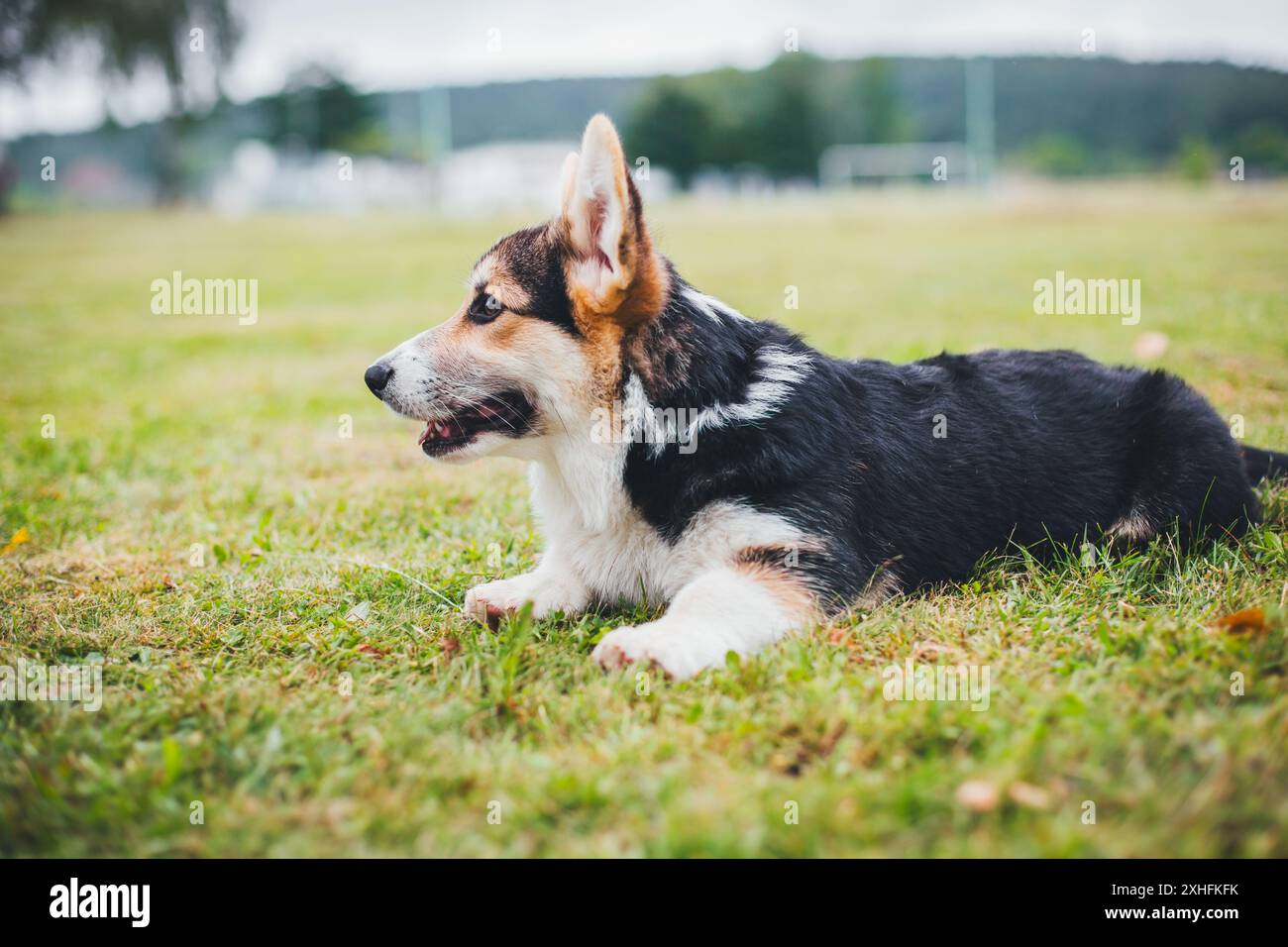 Welsh Corgi Pembroke puppy Stock Photo
