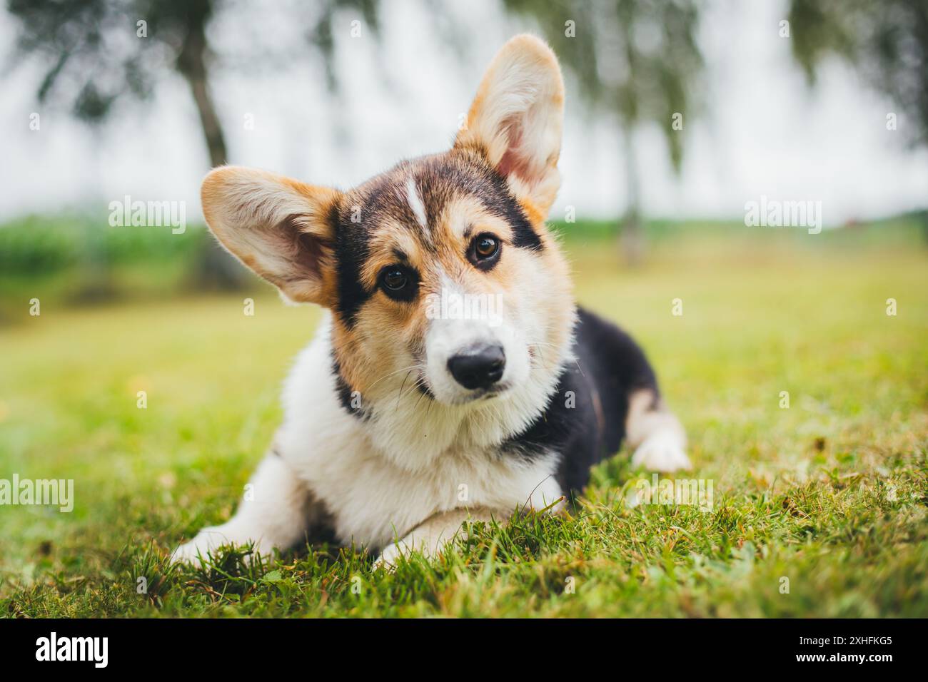 Welsh corgi pembroke hi-res stock photography and images - Alamy