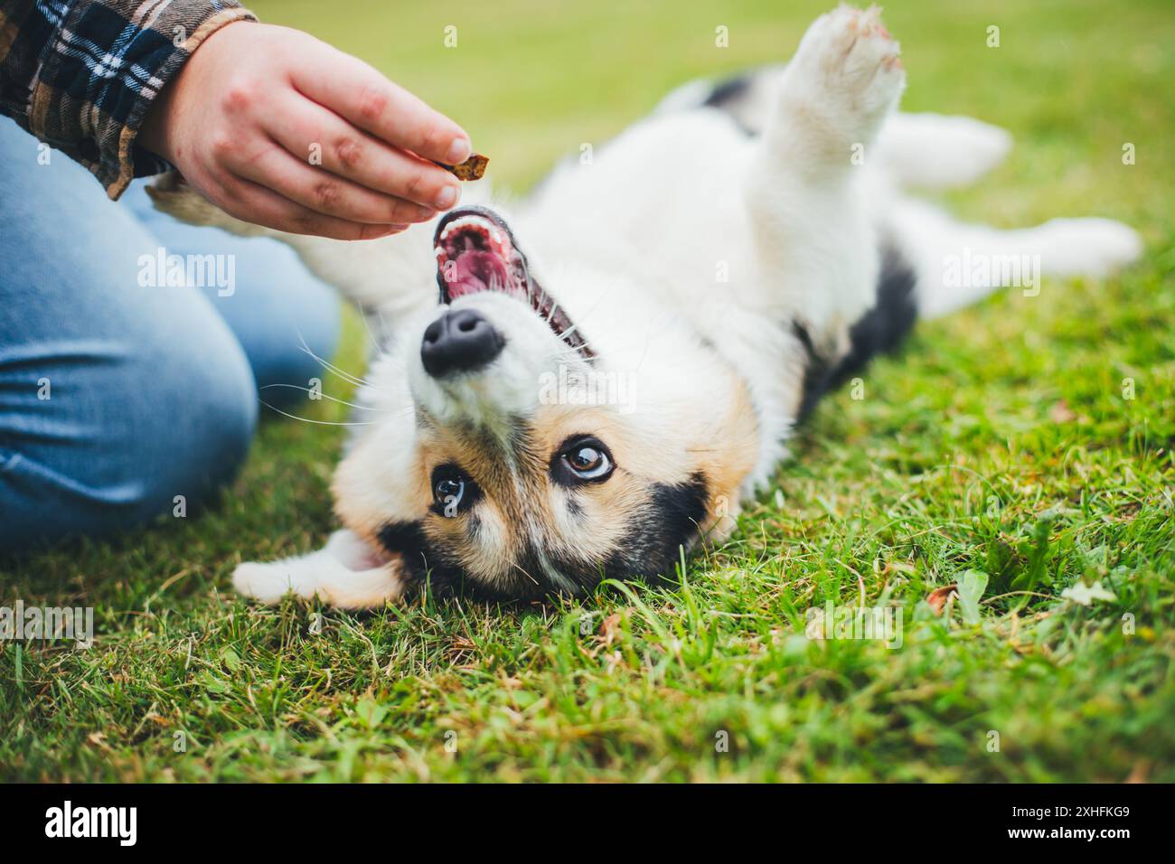 Welsh Corgi Pembroke puppy Stock Photo