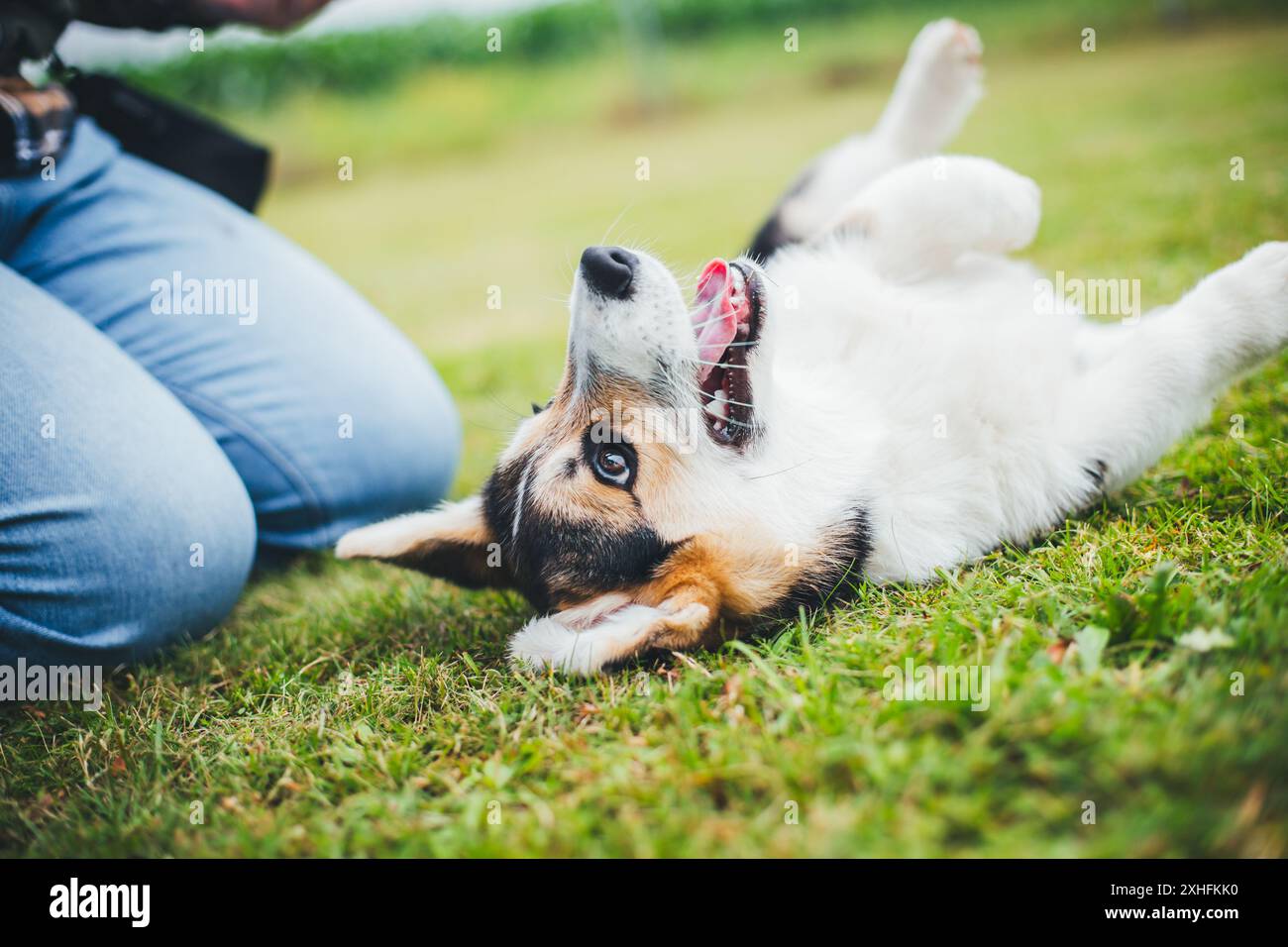 Welsh Corgi Pembroke puppy Stock Photo