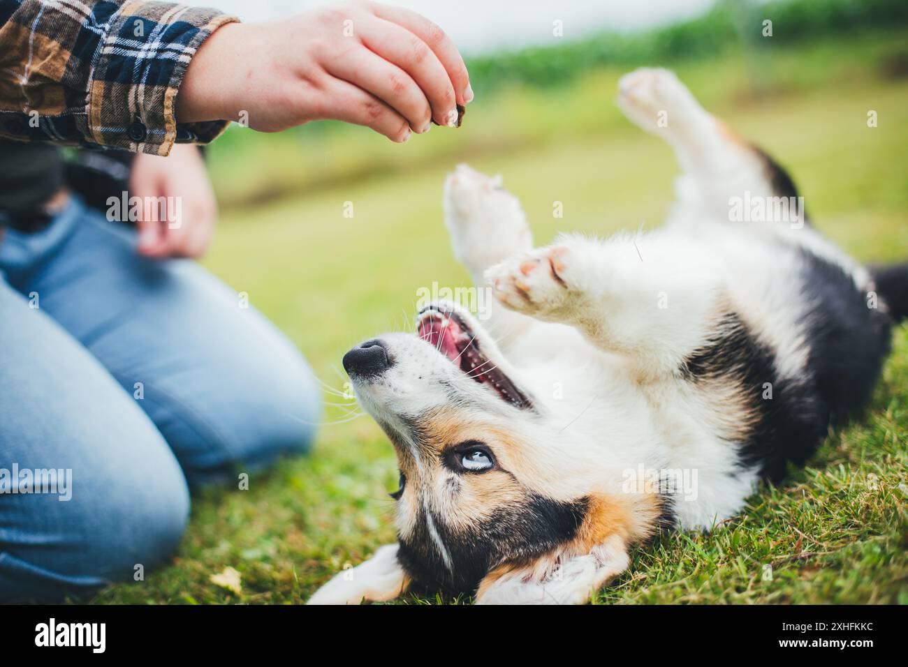 Welsh Corgi Pembroke puppy Stock Photo