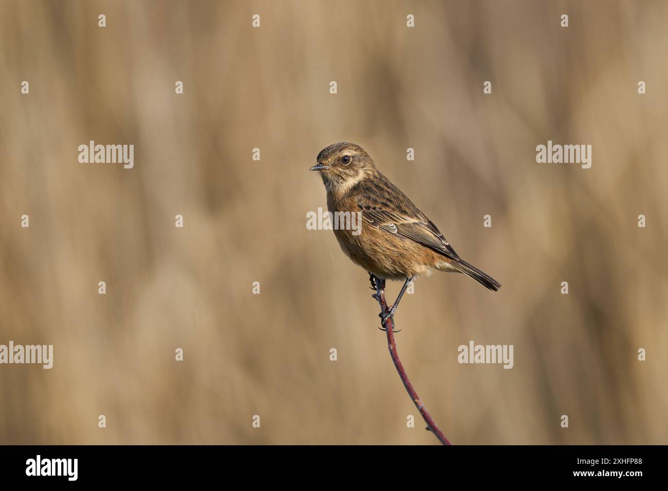 Female Stonechat in winter light Stock Photo - Alamy