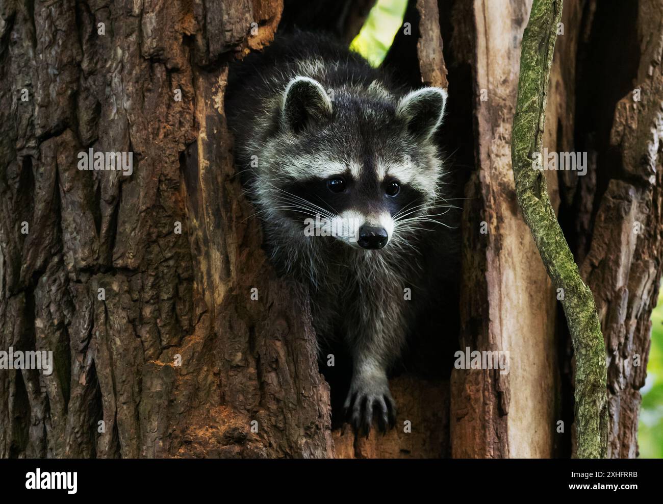 Species Racoon 13 July 2024, Berlin: 13.07.2024 Berlin. A young raccoon (racoon ...