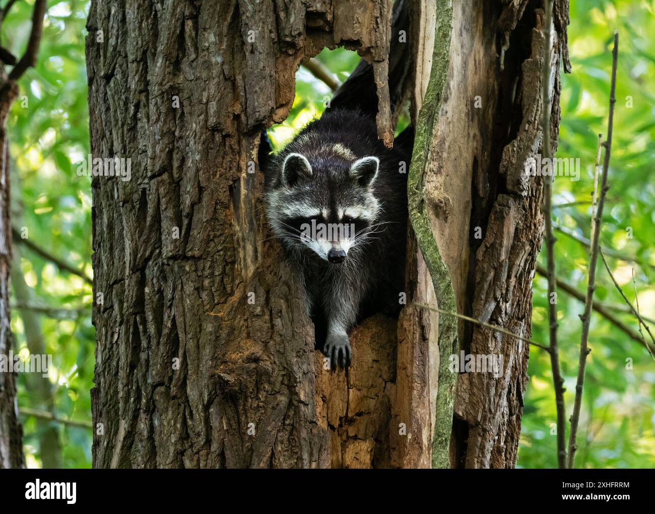 Species Racoon 13 July 2024, Berlin: 13.07.2024 Berlin. A young raccoon (racoon ...