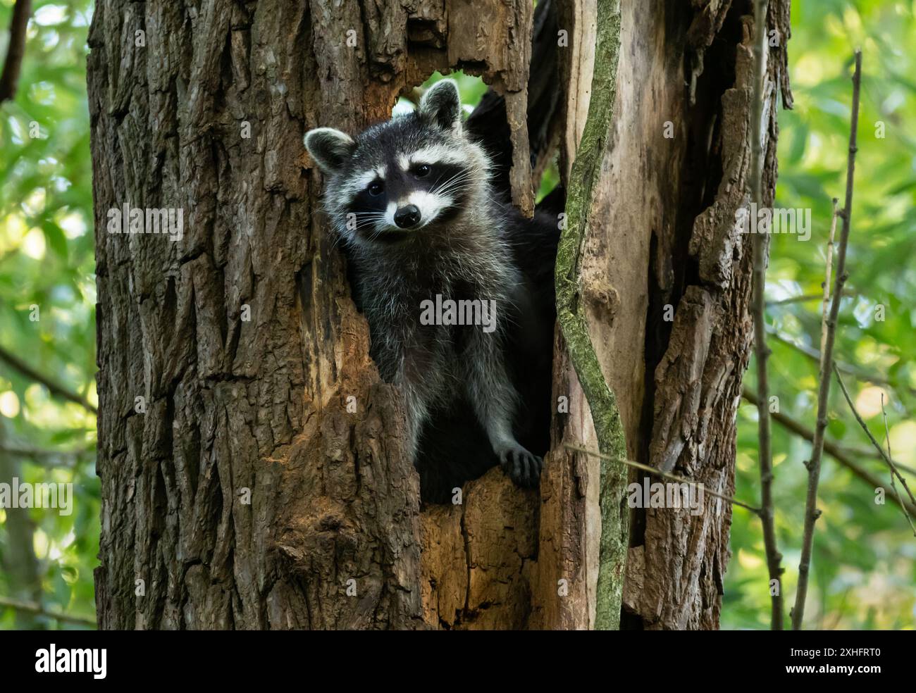 Species Racoon 13 July 2024, Berlin: 13.07.2024 Berlin. A young raccoon (racoon ...