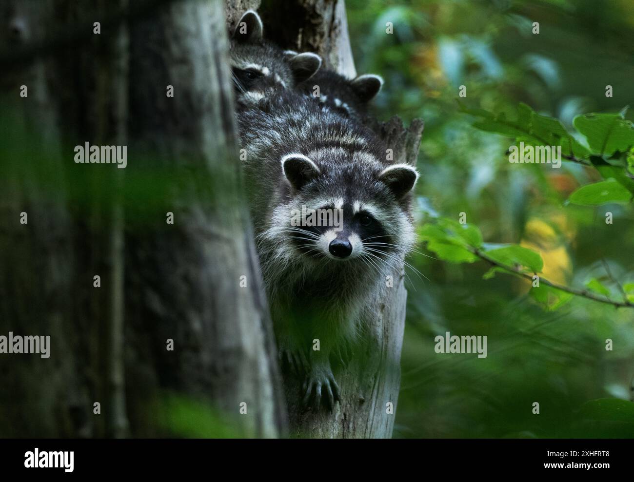 Species Racoon Mother racoon hi-res stock photography and images - Alamy