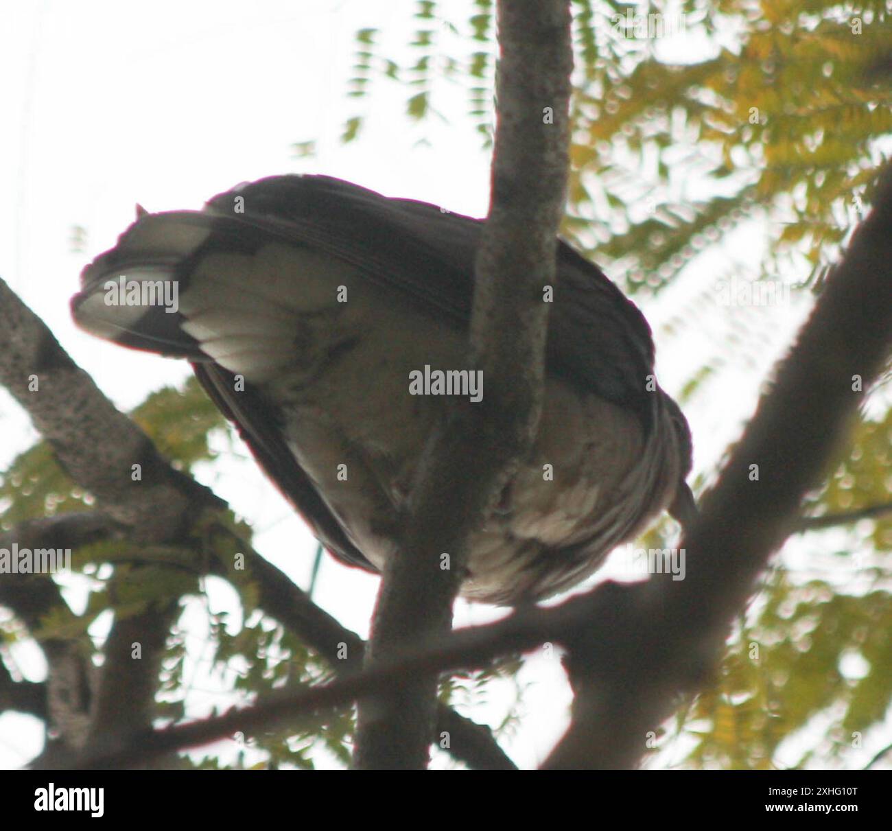 Nesoenas picturatus hires stock photography and images Alamy