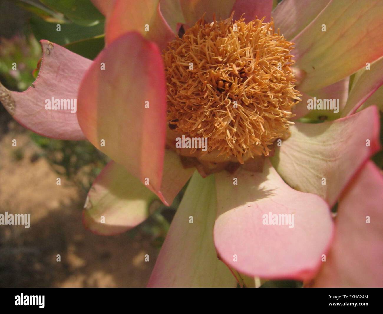 Spicy Conebush (Leucadendron tinctum) Stock Photo