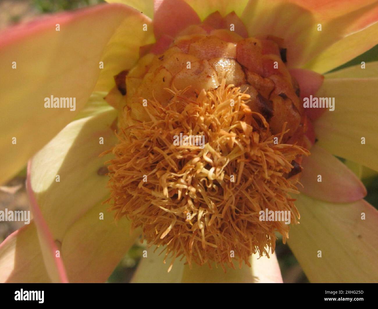 Spicy Conebush (Leucadendron tinctum) Stock Photo